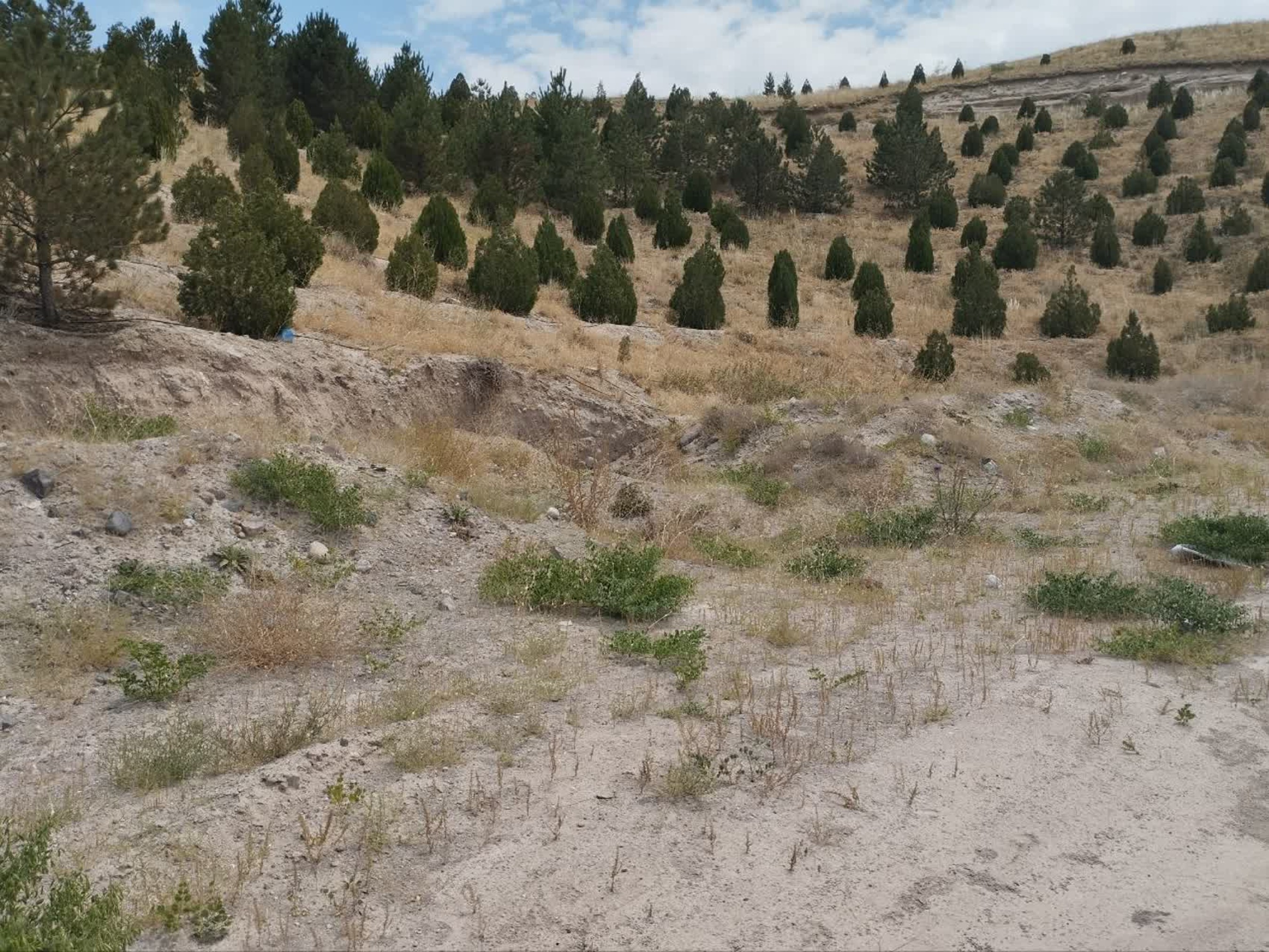 تصاویر زمین اختصاصی پروژه خوابگاه متاهلی