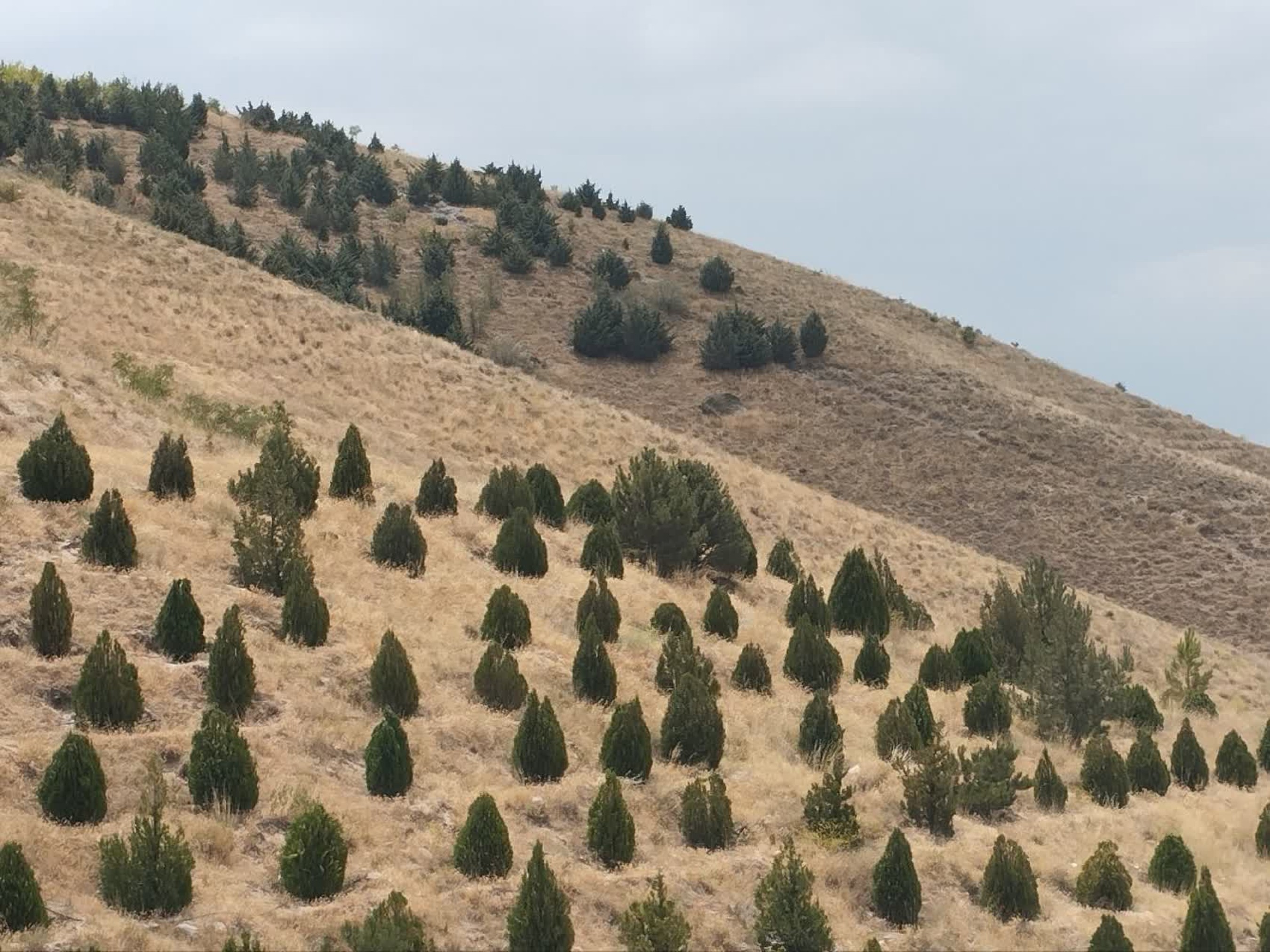 تصاویر زمین اختصاصی پروژه خوابگاه متاهلی